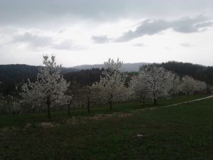 Velike Brusnice 2012