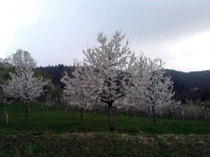 Velike Brusnice 2012